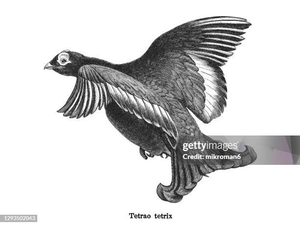 old engraved illustration of the black grouse, northern black grouse, eurasian black grouse, blackgame, or blackcock (tetrao tetrix) - quail bird stock pictures, royalty-free photos & images