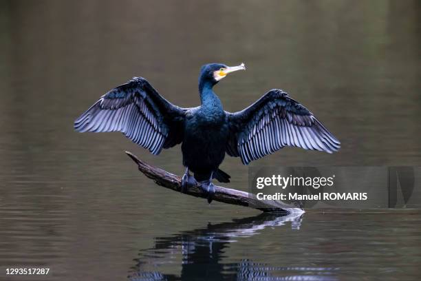 great cormorant, sonian forest - cormorant stock pictures, royalty-free photos & images