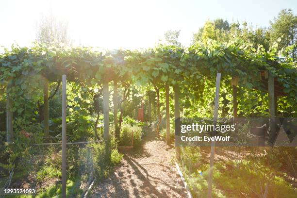 grape vines growing over a walking path. - forest grape stock pictures, royalty-free photos & images