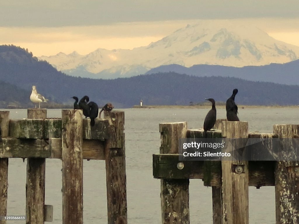 Cormorants With View of Mount Baker from Vancouver Island