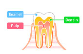 Tooth structure diagram: Dental illustration