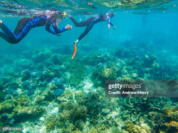 people snorkelling, swimming, looking at coral underwater, great barrier reef - great barrier reef stock pictures, royalty-free photos & images