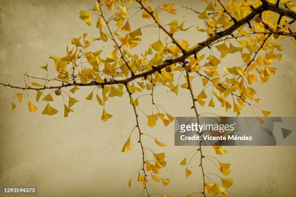 branch and leaves of ginkgo biloba in autumn - ginkgo stockfoto's en -beelden