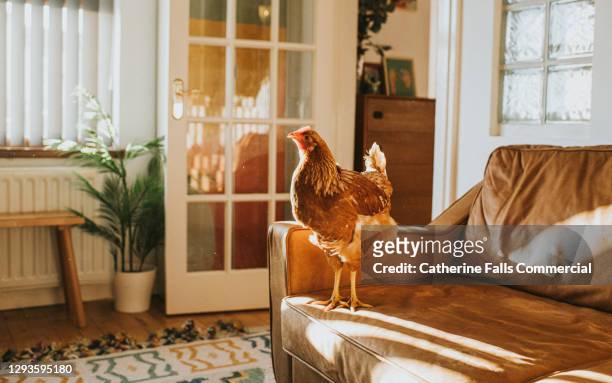 brown chicken on a leather sofa in a sunny domestic room - animaux domestique photos et images de collection