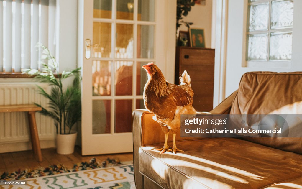 Brown Chicken on a Leather Sofa in a Sunny Domestic Room