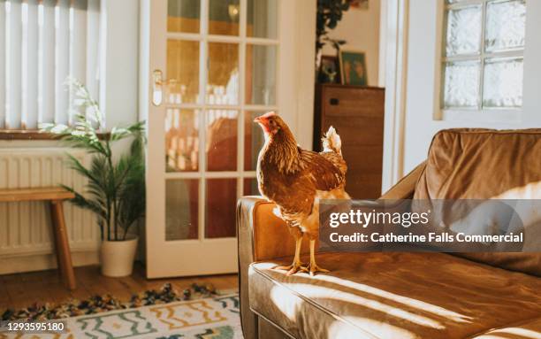 brown chicken on a leather sofa in a sunny domestic room - unusual imagens e fotografias de stock