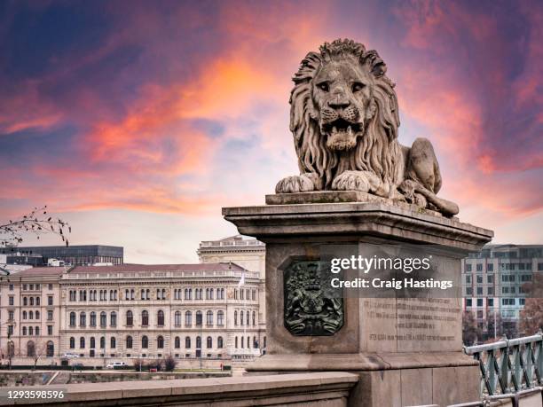 chain bridge in budapest, hungary - budapest lion photos et images de collection