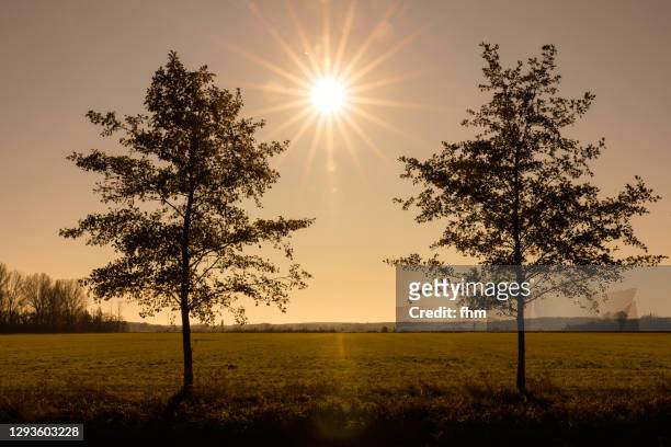 two bare trees with bright sun - bare tree stock-fotos und bilder