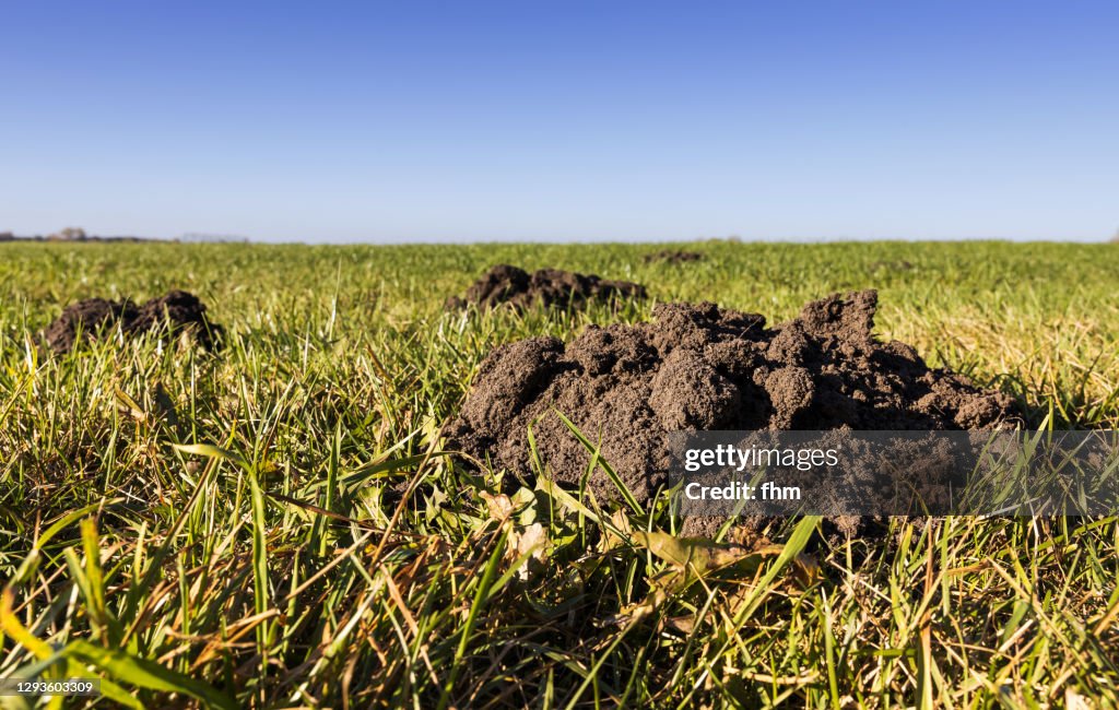 Molehills on a meadow