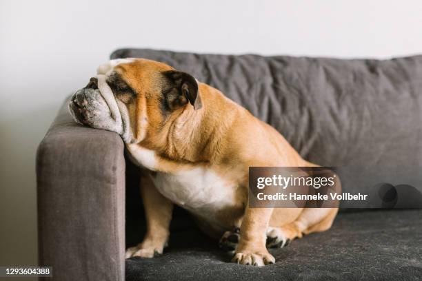 english bulldog sitting on couch - bulldog inglés fotografías e imágenes de stock