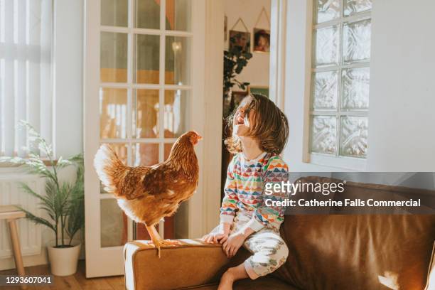 chicken and a happy child together on a leather sofa in a sunny domestic room - einzelnes tier stock-fotos und bilder