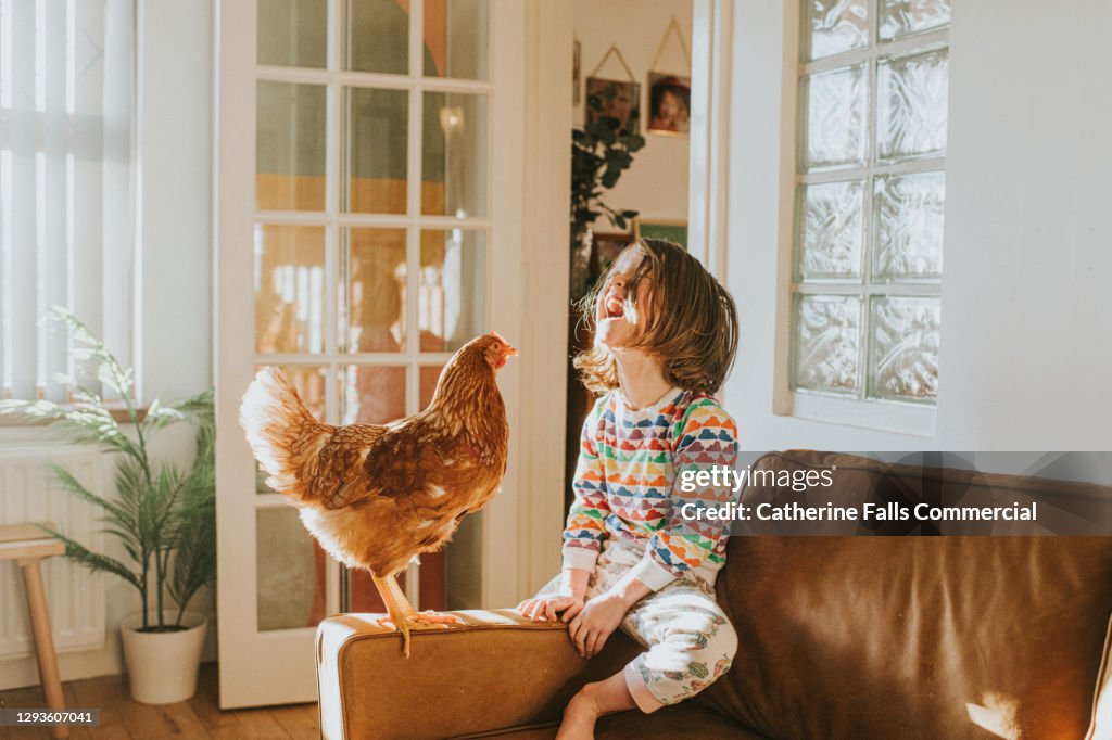 Chicken and a Happy Child together on a Leather Sofa in a Sunny Domestic Room