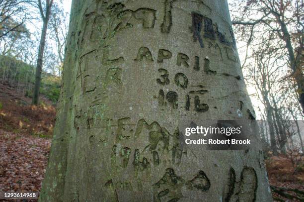 historic tree graffiti dating back to the first and second world wars in welsh forest. - wooden legacy stock pictures, royalty-free photos & images