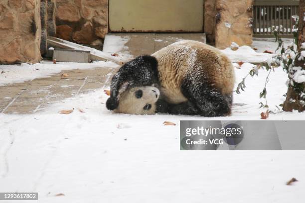 Giant panda plays at a zoo after a snowfall on December 29, 2020 in Jinan, Shandong Province of China.