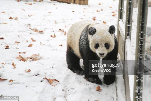 Giant panda plays at a zoo after a snowfall on December 29, 2020 in Jinan, Shandong Province of China.