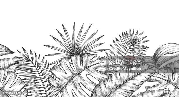 illustrazioni stock, clip art, cartoni animati e icone di tendenza di sfondo foglie di piante tropicali - monstera