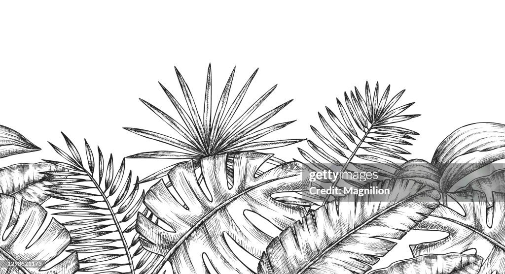 Tropical Plants Leaves Background
