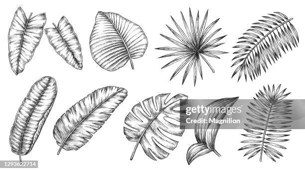 tropical plants leaves set - tropical flower stock illustrations