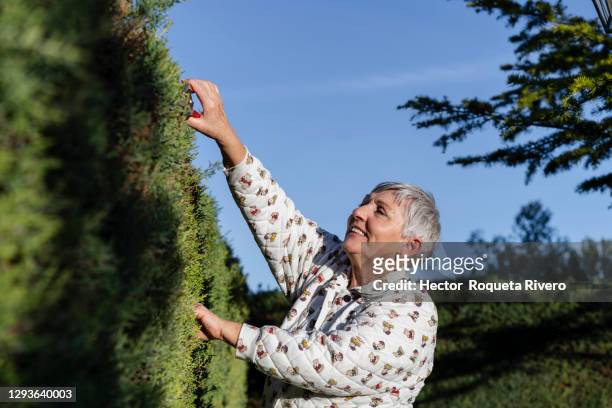 caucasian female senior citizen cutting her garden hedge with red scissors - hedge trimming stock pictures, royalty-free photos & images