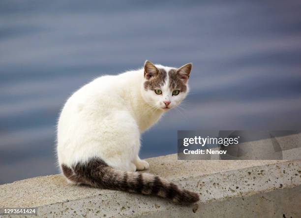 6,778 Sea Cat Photos and Premium High Res Pictures - Getty Images 6,778 Sea Cat Photos and Premium High Res Pictures - Getty Images