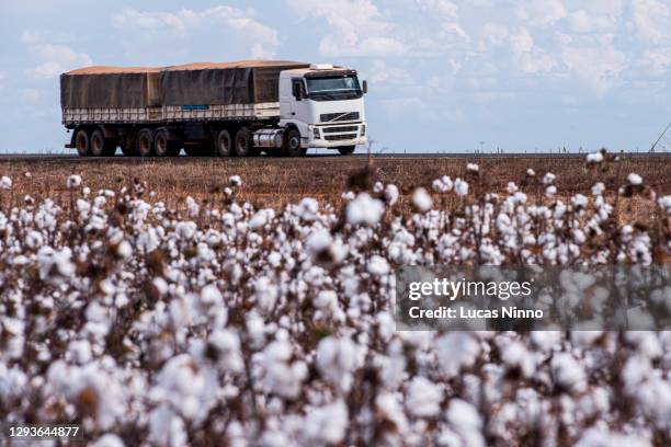 truck and cotton plantation - cotton field stock pictures, royalty-free photos & images