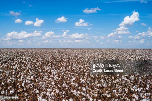 cotton plantation and blue sky - cotton field stock pictures, royalty-free photos & images