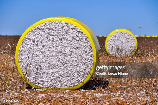 close-up of cotton bales after harvest - grass clearcut stock pictures, royalty-free photos & images