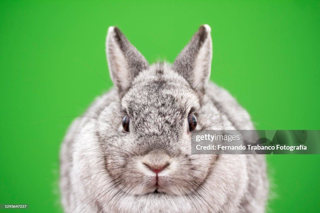 Rabbit close-up on green background