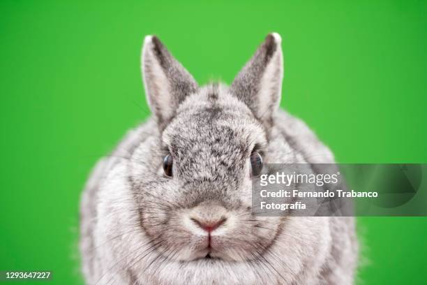 rabbit close-up on green background - animal body part stock pictures, royalty-free photos & images