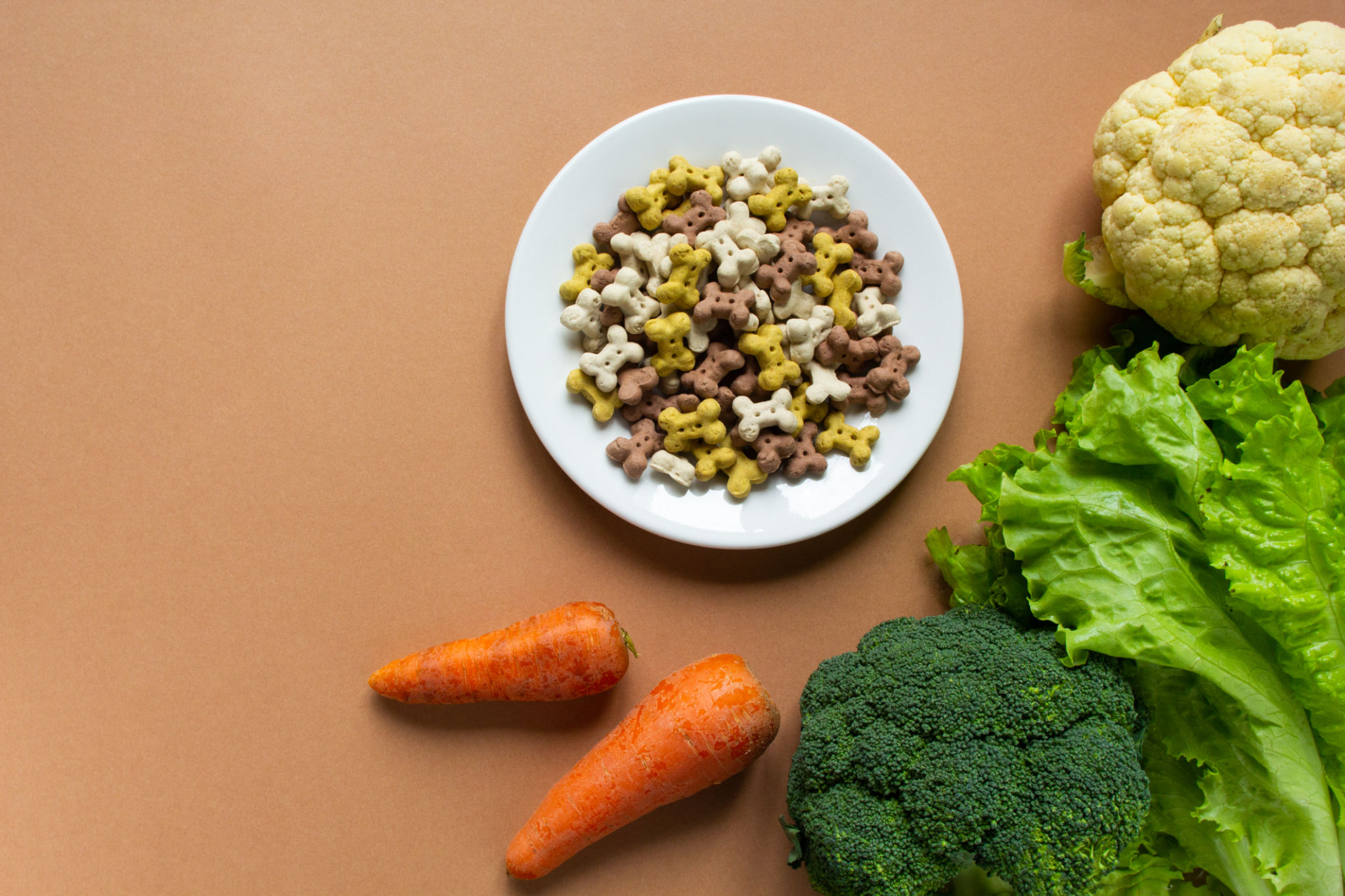 sustainable dog food