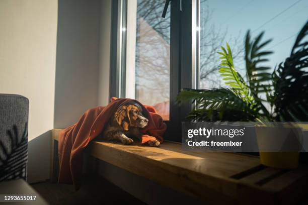 cute dog lying on window sill and looking through window on sunny day - window sill stock pictures, royalty-free photos & images