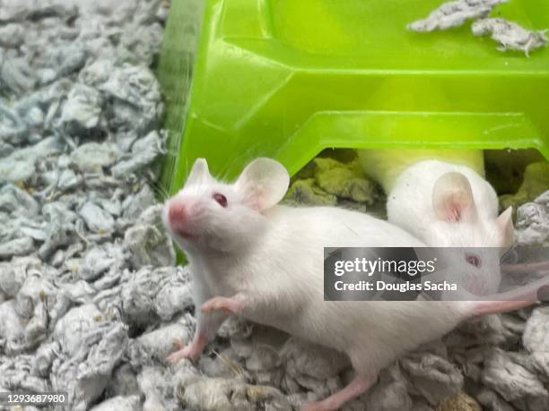 pet mice in a childs cage (mus musculus) - cage ストックフォトと画像