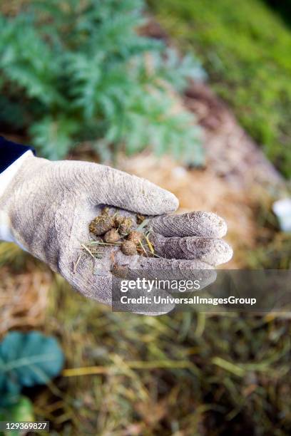 Rabbit Droppings Photos and Premium High Res Pictures - Getty Images