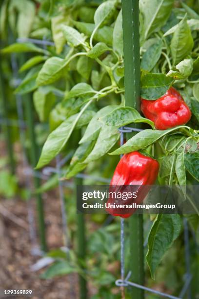 Uc Cooperative Extension Photos And Premium High Res Pictures Getty uc-cooperative-extension-photos-and-premium-high-res-pictures-getty