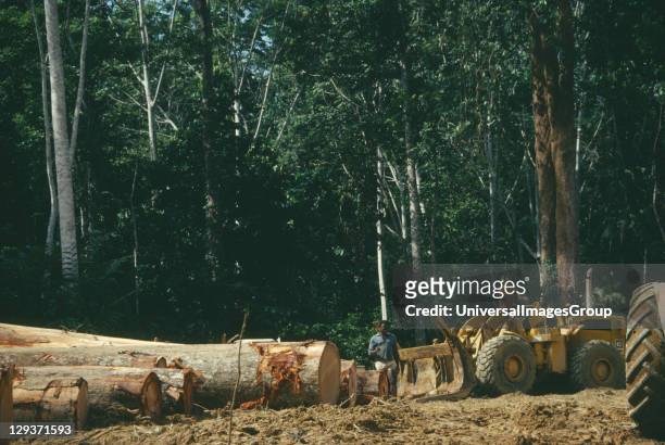 Ndjole Industry. Row of trees cut down by loggers for the timber industry.