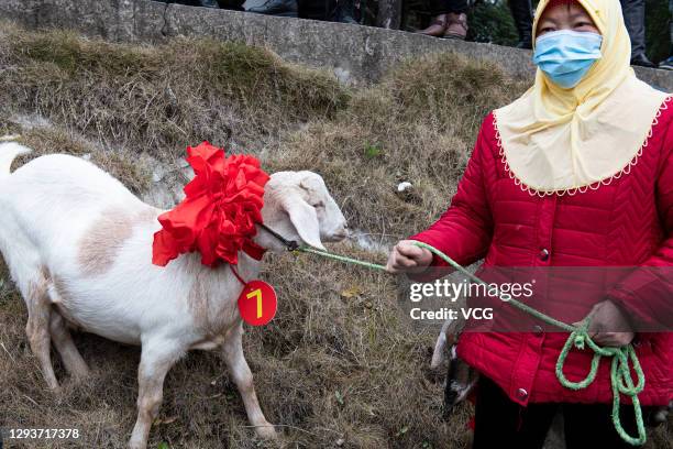 Goat attends a beauty contest during a rural tourism and culture festival on December 29, 2020 in Langzhong, Sichuan Province of China.