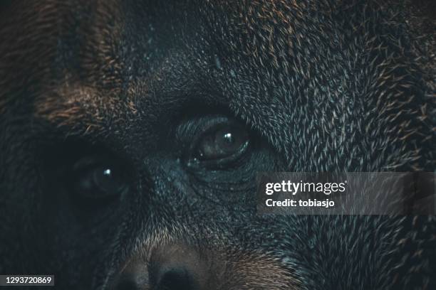 plan rapproché de visage de singe vers le haut - monkey skin photos et images de collection