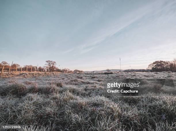 low level, wide angle close up of frozen grass. - grass dew stock pictures, royalty-free photos & images