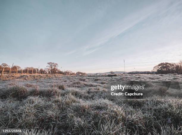 low level, wide angle close up of frozen grass. - geada imagens e fotografias de stock