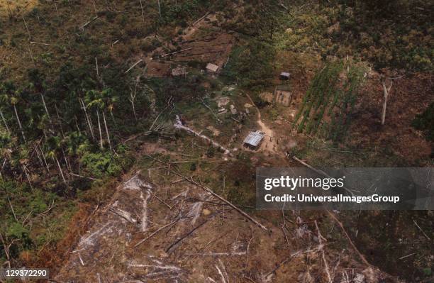 Deforestation, Brazil, Amazon, Vicinity Rio Branco, Patches Of Forest Burnt By Migrant Slash And Burn Farmers To Clear Land To Plant Crops, The Tree...