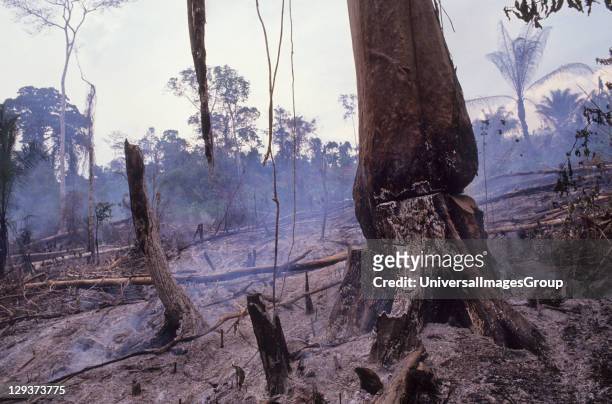 Destruction - Amazon, Brazil,Vicinitiy Rio Branco, Burning The Forest To Enlarge Cattle Ranches, In the last ten years alone 10% of the Amazon has...