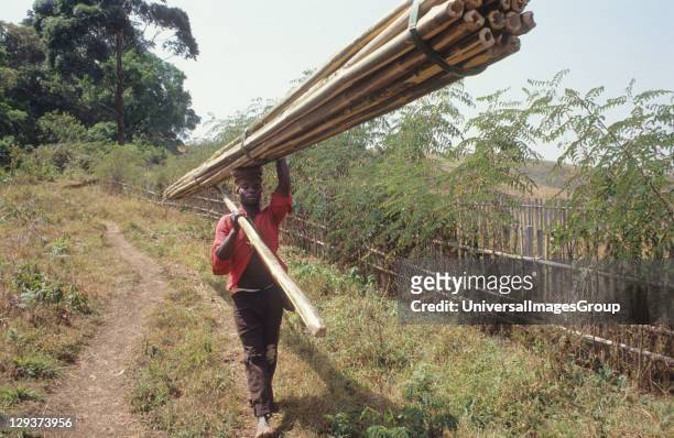Harvesting Bamboo, Cameroon, Mount Oku, Bamenda Highlands, Carrying Newly Cut Bamboo,