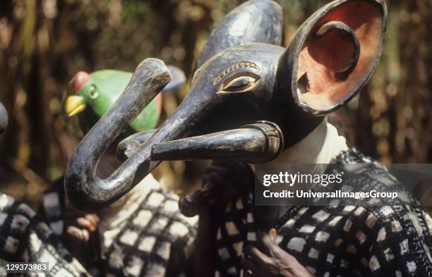 Juju Dance, Cameroon, Mount Oku, Bamenda Highlands, Juju Dance For The Environment, Juju Dancers, Dressed As Forest Animals, Depict The Destruction...