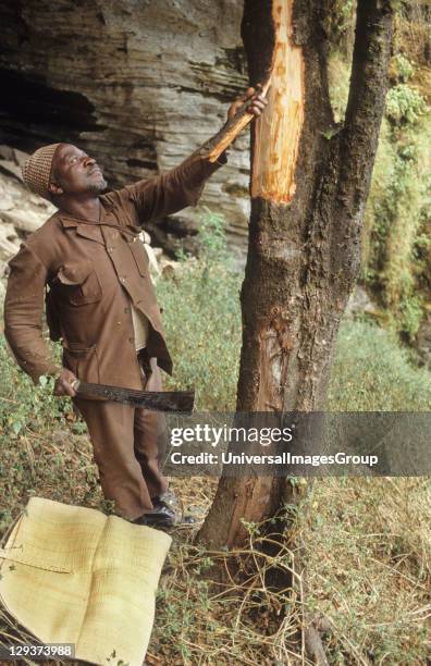 Medicinal Plants, Cameroon, Mount Oku, Bamenda Highlands, Okus Traditional Healers Are Famous Throughout Cameroon, Collecting medicinal plants and...