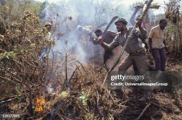 Village Fire Patrol, Cameroon, Mount Oku, Bamenda Highlands, Villagers Collaborate To Prevent The Destruction Of The Remaining Forest, They Patrol...