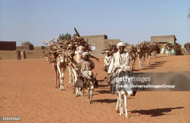 Fuel Wood - Sudan, Kordofan Province, Camel Train Taking Fuelwood To Market, In Parts Of The Sahel, Trees Are Cut Down Four Times Faster Than They...