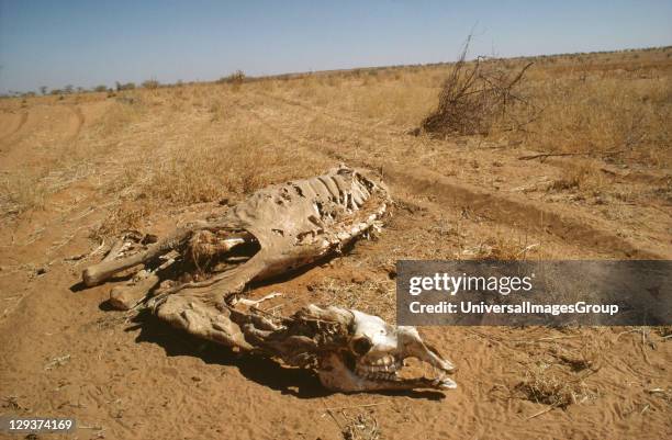 Sand Dunes - Sudan, Kordofan Province, Camel Killed By Drought,