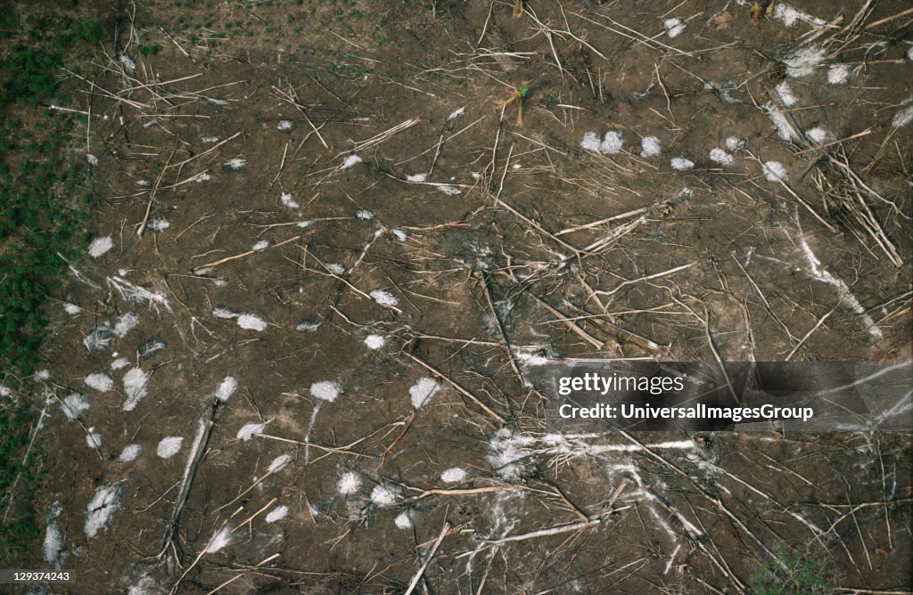 Amazon - Peru, Vicinity Satipo, Trees Cut Down And Burned By Migrant Farmers, 