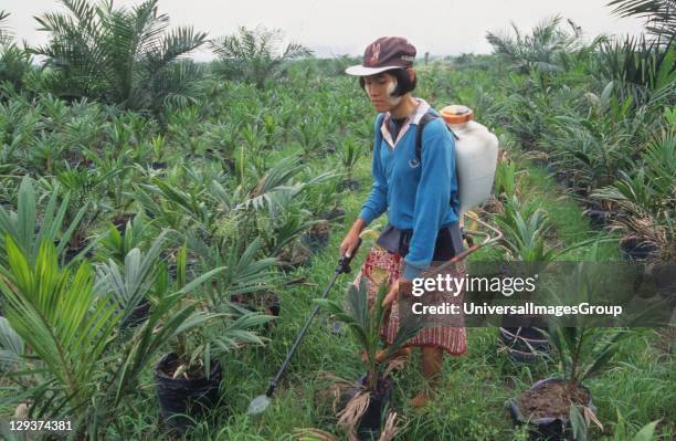 Transmigration, Sumatra, Puntianai Area, Nr Bukit Tigapuluh, Migrants From Java Have Been Settled Since The 1980S, Oil Palm Plantation Nursery -...