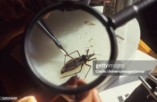 Chagas Disease, Brazil, Rio De Janeiro, Oswaldo Cruz Institute, Research Into Chagas Disease, Rhoduius Prolixus feeding on blood, Chagas is an...